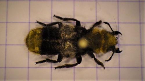 Réf. 277 043 : Emus hirtus